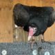 Young Turkey Vulture Looking for Forever Home