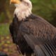 Adult Bald Eagle for Static Display