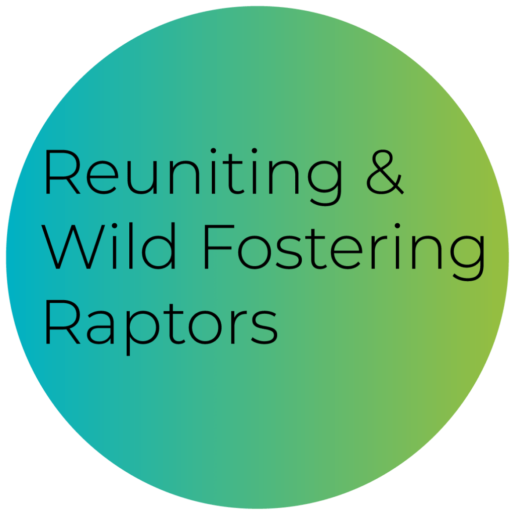 Reuniting and Wild Fostering Raptors 