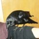 A 4-year-old rescued crow needs a new home