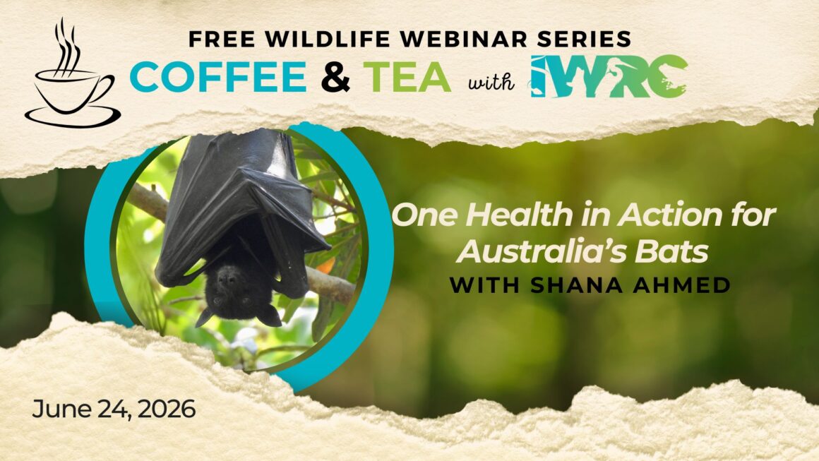 One Health in Action for Australia’s Bats