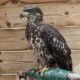 Non-flighted female Bald Eagle seeking display or program placement
