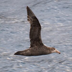 3840px-2020-11_Crozet_Islands_-_Southern_giant_petrel_02 H5N1 Reaches Australia: How a Wildlife Rehabilitator Identified the First Case