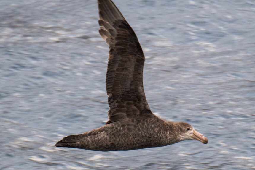 3840px-2020-11_Crozet_Islands_-_Southern_giant_petrel_02 H5N1 Reaches Australia: How a Wildlife Rehabilitator Identified the First Case
