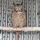 Great Horned Owl for Display Available for Placement