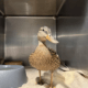 Young Imprint Female Mallard
