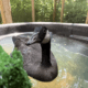 Young Imprint Canada Goose
