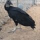 Black Vulture, intact