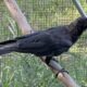 American Crow for static placement