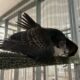 Hatch year, social Turkey Vulture