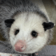 YOY Virginia Opossum