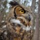 2024 Great Horned Owl available for Static Display
