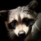 Caliente 6 month old Female Raccoon