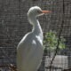 Non-releasable habituated Cattle Egret