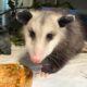 Rosie the Opossum is a Mightly Big Deal!