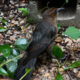 Boat tailed Grackle
