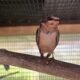 Non- Releasable Female Barn Swallow